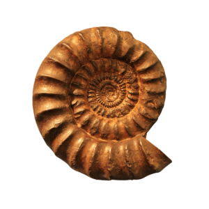 Un nido fossile quasi intatto in Francia rivela nuovi segreti sui Titanosauri del Cretaceo