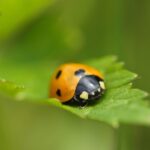 La vera differenza tra coccinelle rosse e gialle asiatiche
