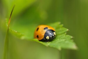 La vera differenza tra coccinelle rosse e gialle asiatiche