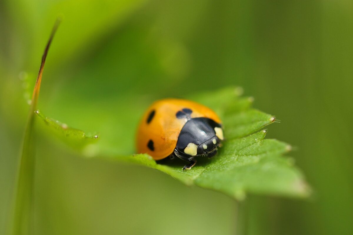 La vera differenza tra coccinelle rosse e gialle asiatiche