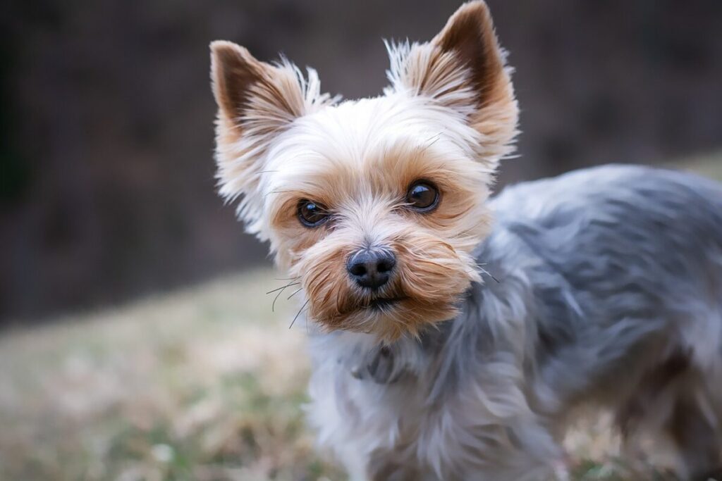 Perché i cani inclinano la testa quando li chiamiamo: cosa rivela davvero questo gesto