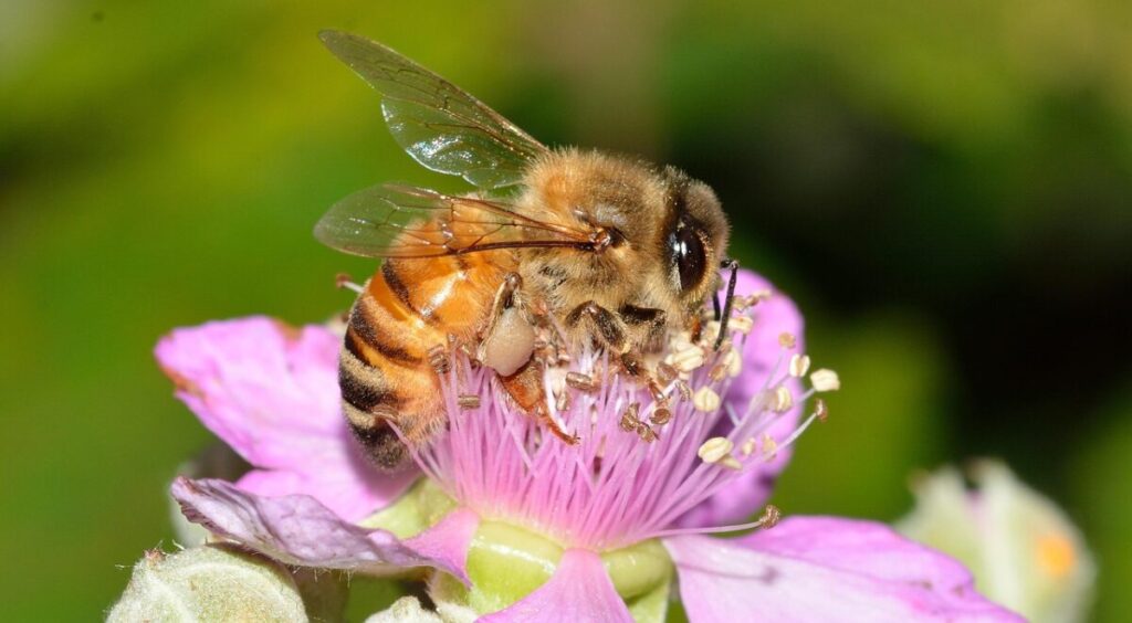 Il declino delle api: perché il loro destino riguarda cibo, economia e biodiversità Il declino delle api: perché il loro destino riguarda cibo, economia e biodiversità