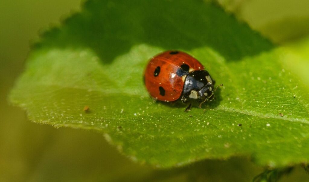 La vera differenza tra coccinelle rosse e gialle asiatiche