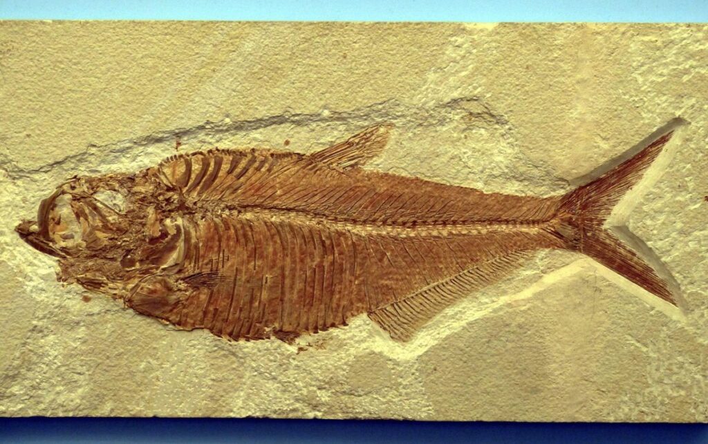 Nella Fossa Diamantina emerge il più grande cimitero di balene mai scoperto Nella Fossa Diamantina emerge il più grande cimitero di balene mai scoperto
