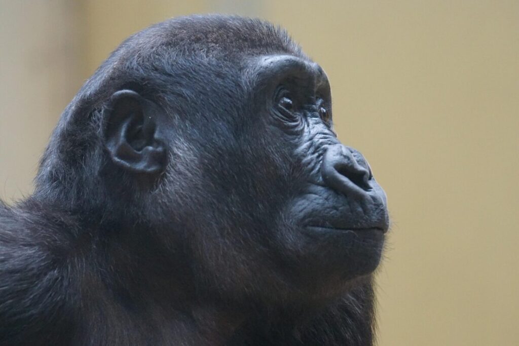 Evoluzione umana e andatura sulle nocche