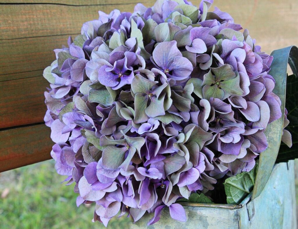 L’ortensia, il fiore che arriva da milioni di anni fa e continua a cambiare colore L’ortensia, il fiore che arriva da milioni di anni fa e continua a cambiare colore