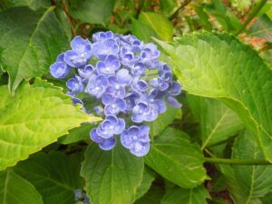 L’ortensia, il fiore che arriva da milioni di anni fa e continua a cambiare colore