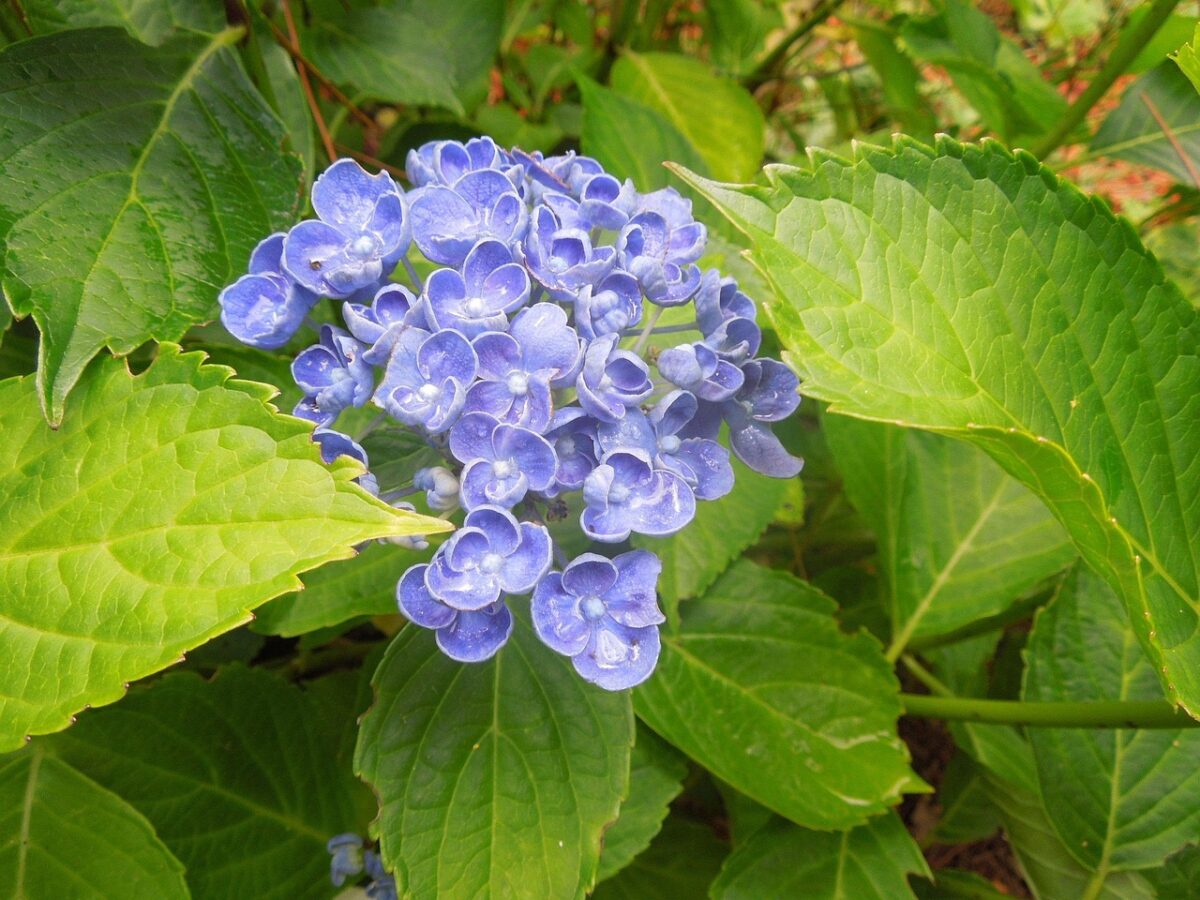 L’ortensia, il fiore che arriva da milioni di anni fa e continua a cambiare colore L’ortensia, il fiore che arriva da milioni di anni fa e continua a cambiare colore