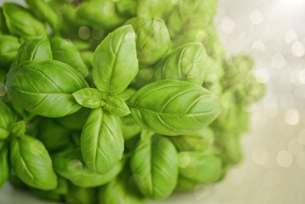 Il segreto del Basilico Genovese DOP Il segreto del Basilico Genovese DOP