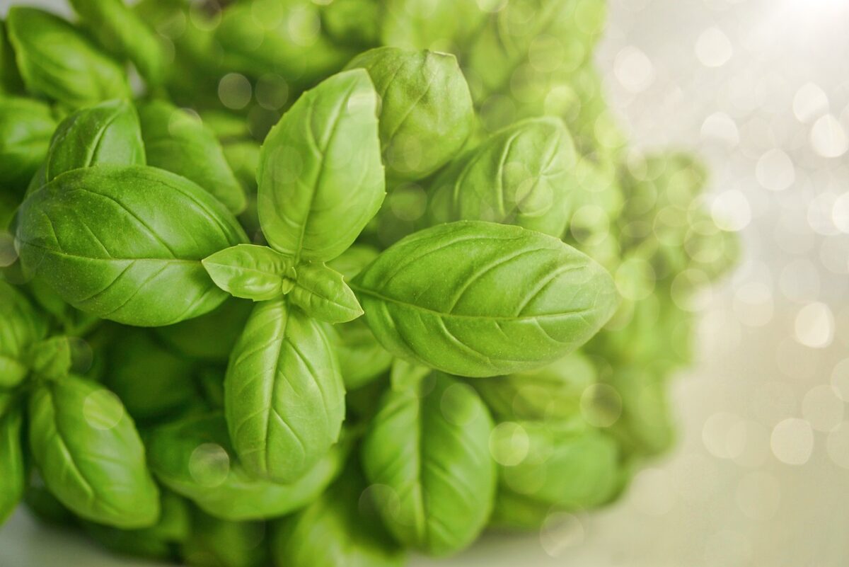 Il segreto del Basilico Genovese DOP Il segreto del Basilico Genovese DOP