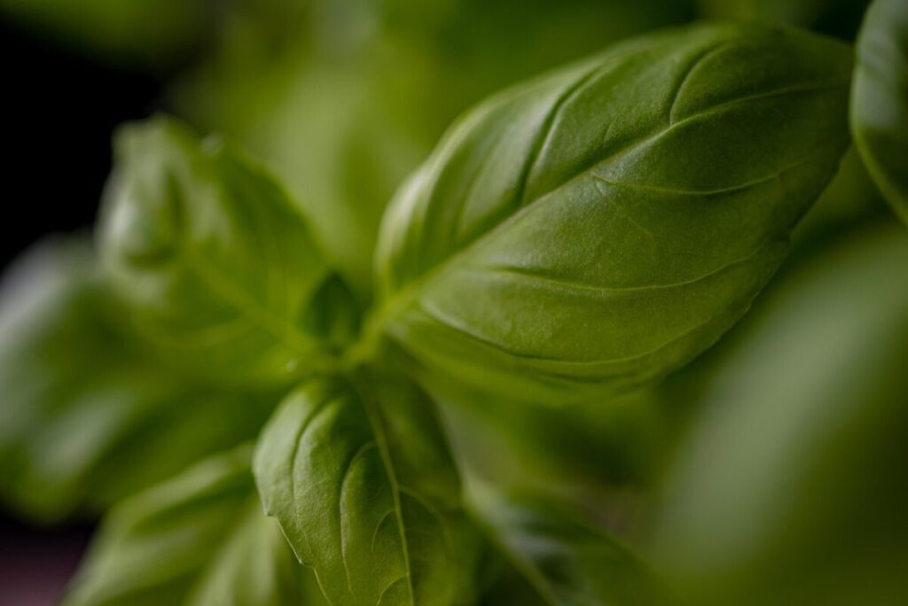 Il segreto del Basilico Genovese DOP Il segreto del Basilico Genovese DOP