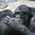 Evoluzione umana e andatura sulle nocche