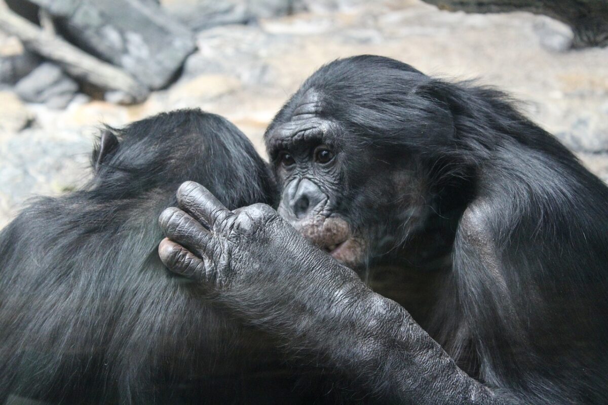 Evoluzione umana e andatura sulle nocche