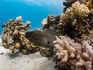 Impatto di El Niño ed ecosistemi marini