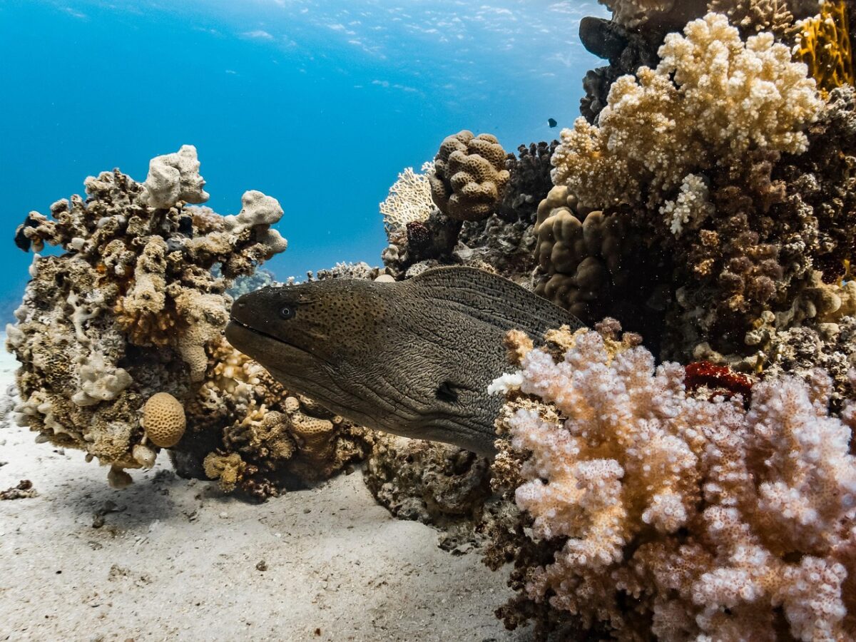 Impatto di El Niño ed ecosistemi marini