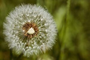 Dall’erba dei prati al capolavoro della fisica: il segreto del soffione tarassaco