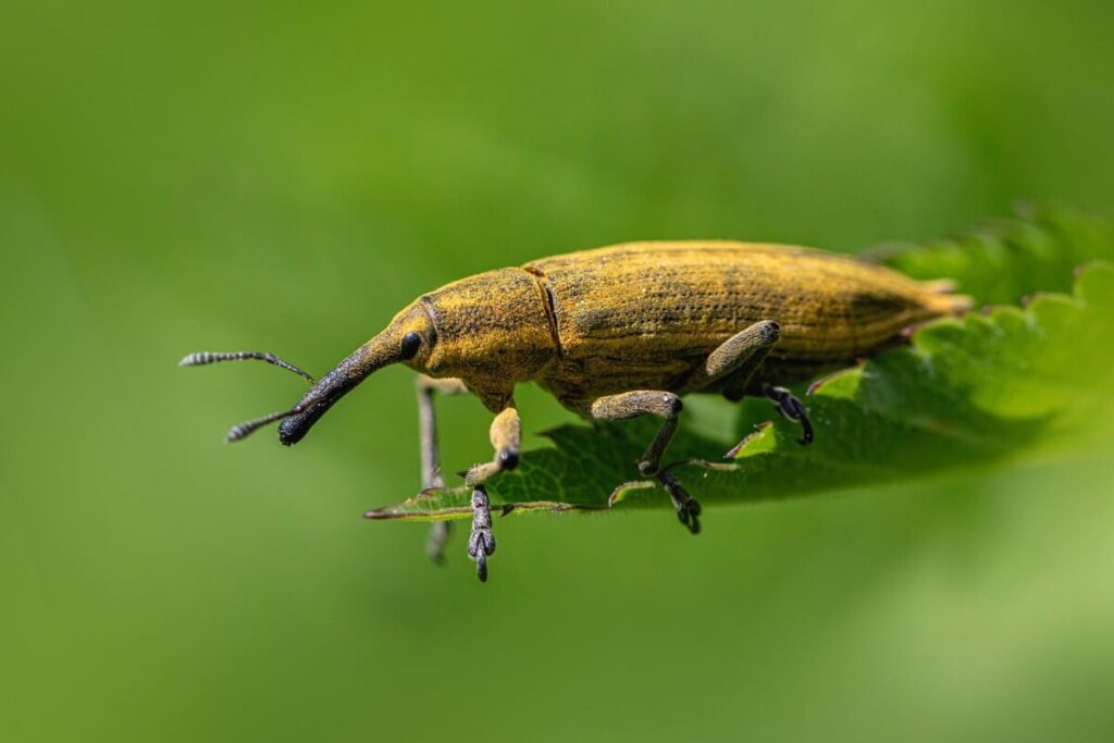 Popillia Japonica: allerta per il coleottero giapponese Popillia Japonica: allerta per il coleottero giapponese
