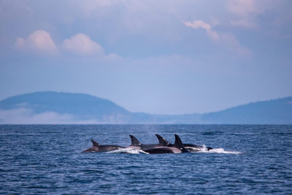 Chi vince tra orca e squalo bianco Chi vince tra orca e squalo bianco