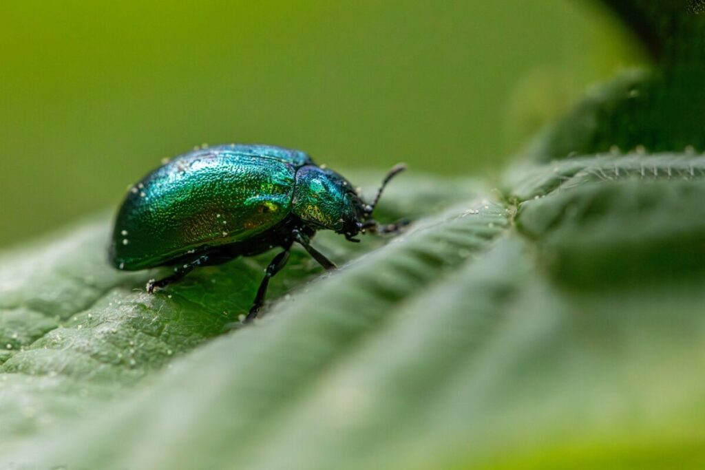 Popillia Japonica: allerta per il coleottero giapponese Popillia Japonica: allerta per il coleottero giapponese