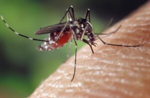 Zanzare e AIDS: esiste davvero un rischio?