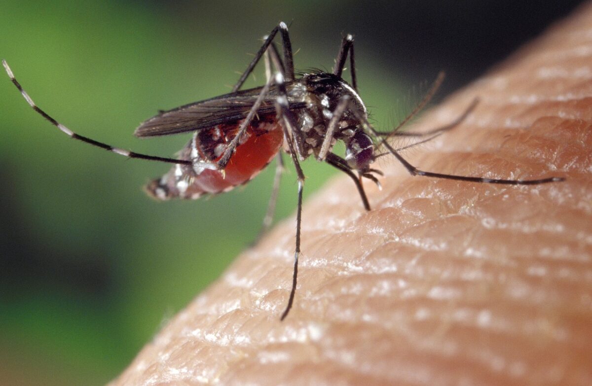 Zanzare e AIDS: esiste davvero un rischio?