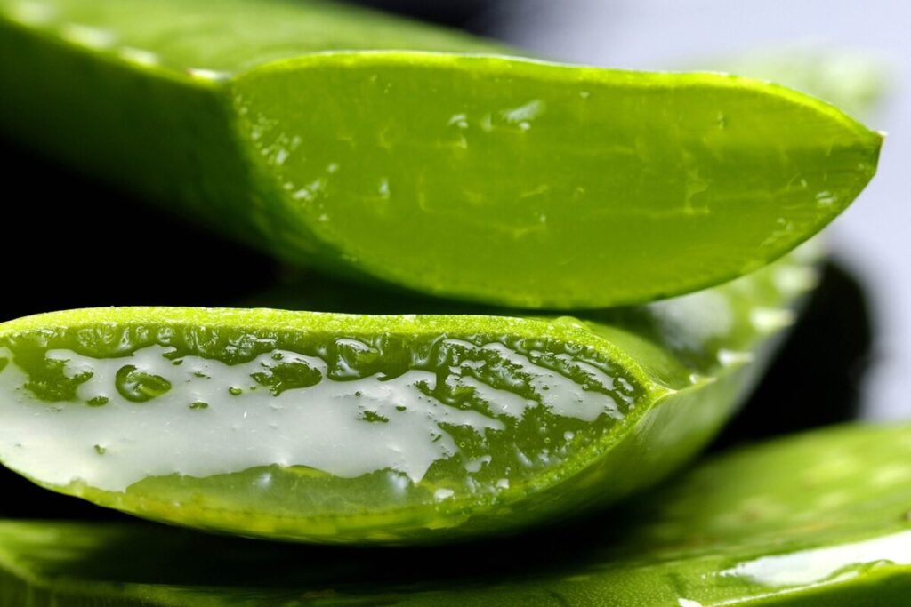 Proprietà e benefici del gel di Aloe Vera Proprietà e benefici del gel di Aloe Vera