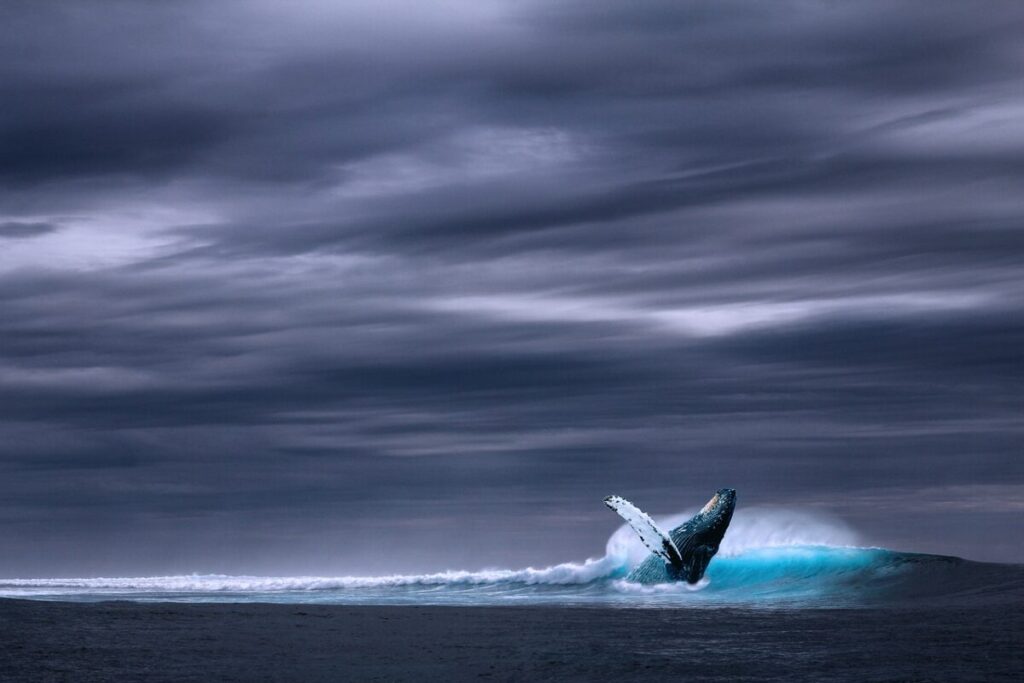 Dopo un secolo di silenzio, i giganti degli abissi stanno tornando nell’Atlantico Dopo un secolo di silenzio, i giganti degli abissi stanno tornando nell’Atlantico