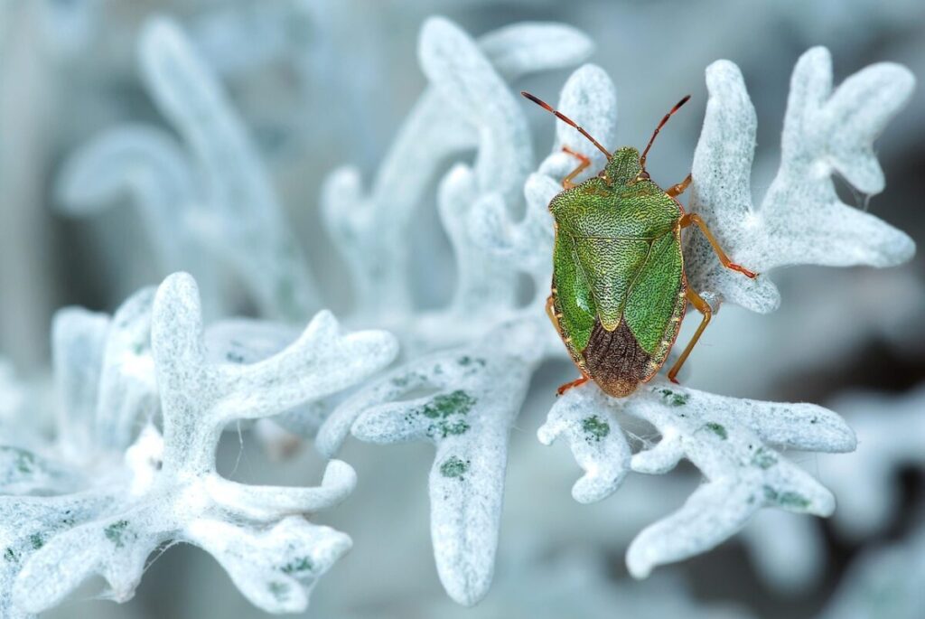 Schiacciare una cimice è un grande errore: il motivo scientifico che pochissimi conoscono Schiacciare una cimice è un grande errore: il motivo scientifico che pochissimi conoscono