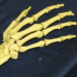 L’unico organo che guarisce senza cicatrici: ecco come il corpo ripara le ossa rotte