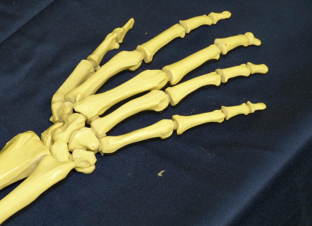 L’unico organo che guarisce senza cicatrici: ecco come il corpo ripara le ossa rotte