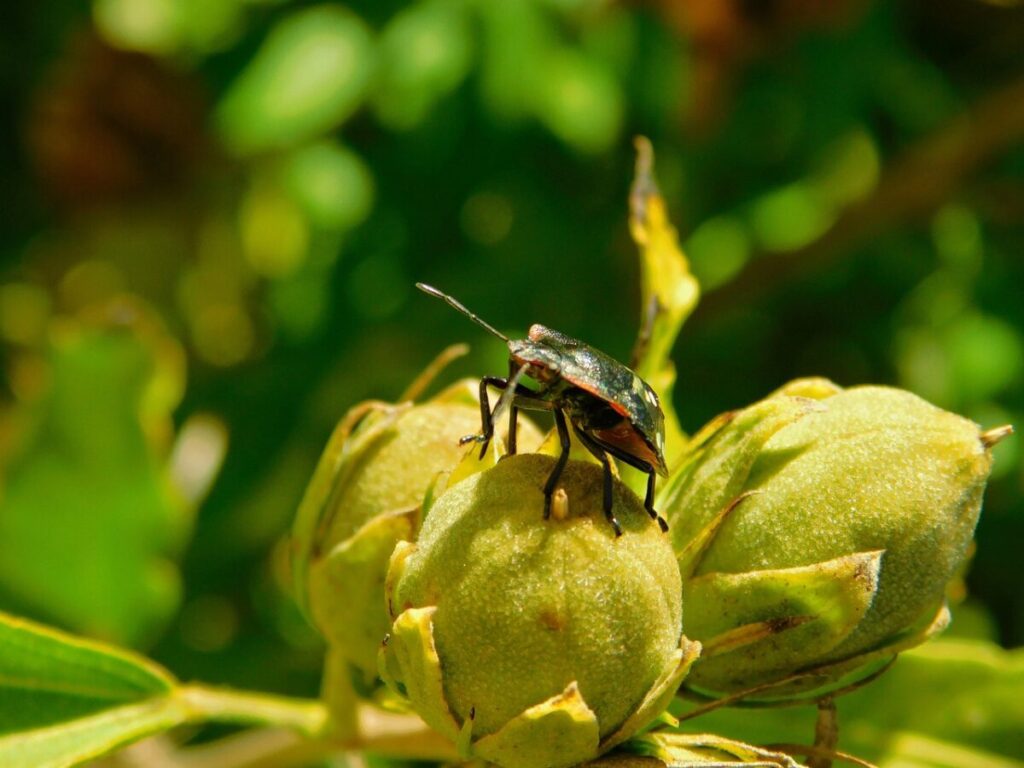 Schiacciare una cimice è un grande errore: il motivo scientifico che pochissimi conoscono Schiacciare una cimice è un grande errore: il motivo scientifico che pochissimi conoscono