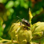 Schiacciare una cimice è un grande errore: il motivo scientifico che pochissimi conoscono