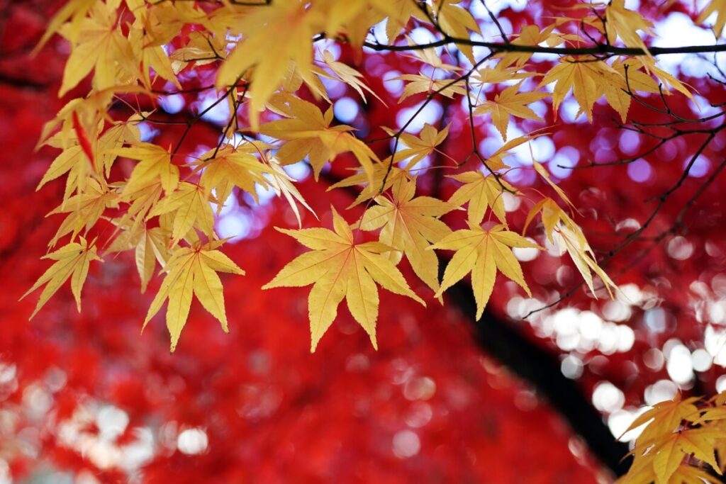 Galleria foto 'Equinozio d’autunno 2026: i motivi astronomici dietro la data del 23 settembre' - foto 1