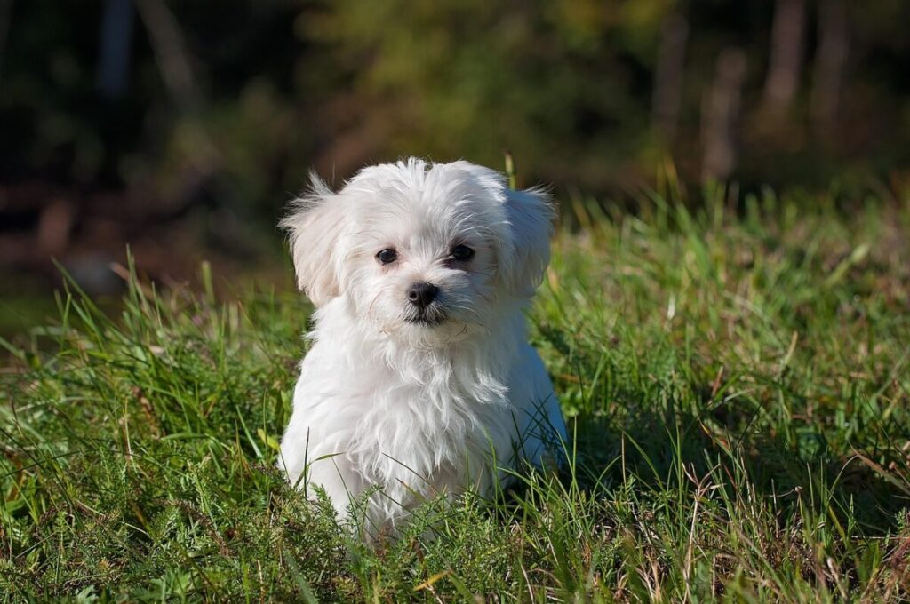 Pensavi avesse il mal di stomaco? Ecco perché il tuo cane mangia l’erba Pensavi avesse il mal di stomaco? Ecco perché il tuo cane mangia l’erba