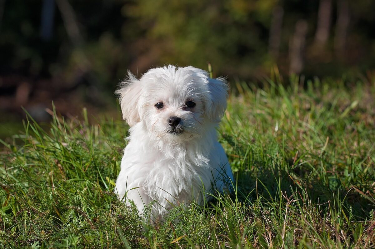 Pensavi avesse il mal di stomaco? Ecco perché il tuo cane mangia l’erba Pensavi avesse il mal di stomaco? Ecco perché il tuo cane mangia l’erba