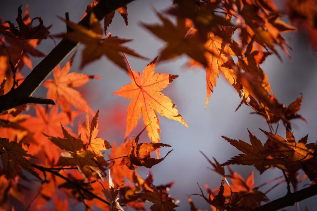 Fa ancora caldo, ma per le piante è autunno Fa ancora caldo, ma per le piante è autunno
