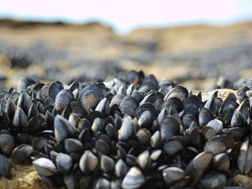 L’incredibile viaggio delle cozze prima dello scoglio L’incredibile viaggio delle cozze prima dello scoglio