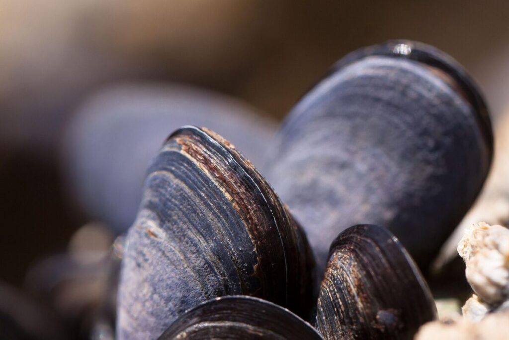 L’incredibile viaggio delle cozze prima dello scoglio L’incredibile viaggio delle cozze prima dello scoglio