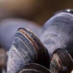 L’incredibile viaggio delle cozze prima dello scoglio