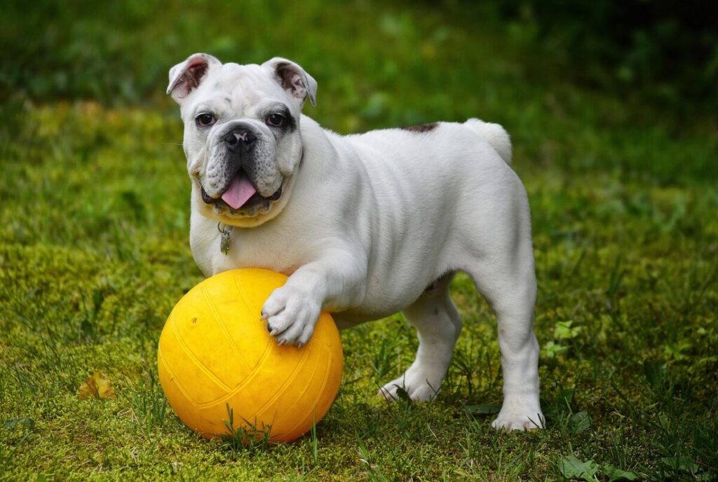 Pensavi avesse il mal di stomaco? Ecco perché il tuo cane mangia l’erba Pensavi avesse il mal di stomaco? Ecco perché il tuo cane mangia l’erba