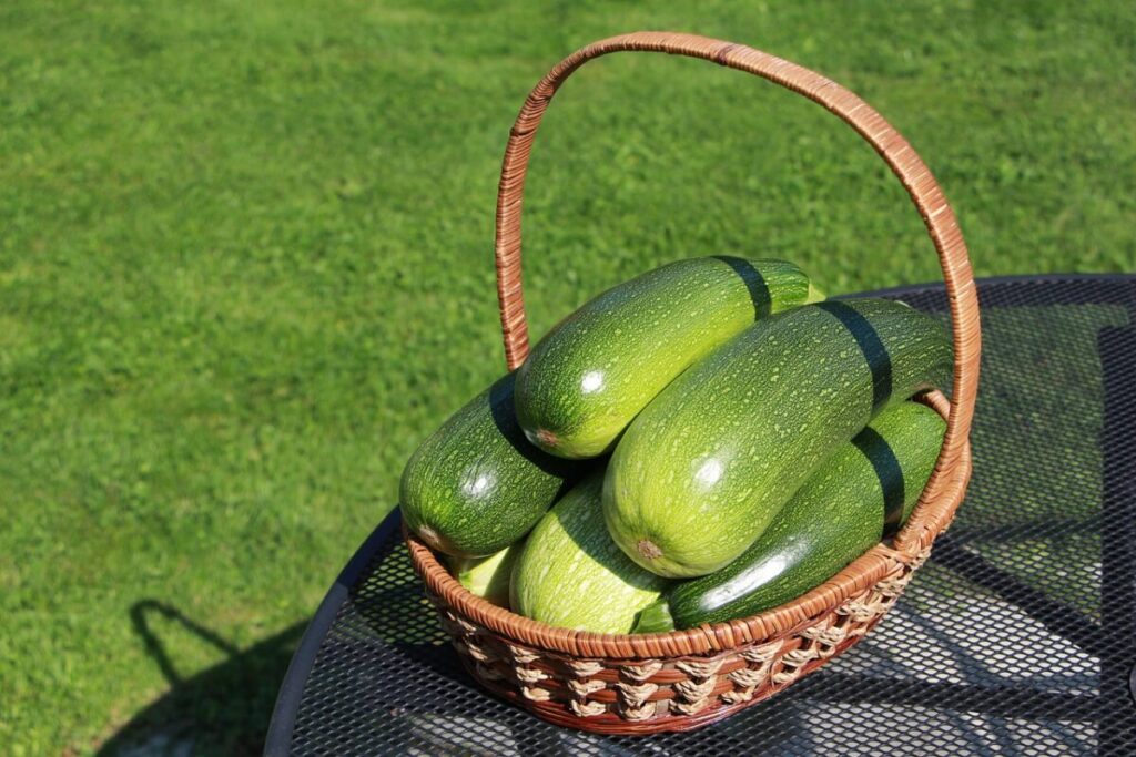Zucche e zucchine: sono la stessa pianta? La verità botanica