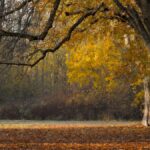 Fa ancora caldo, ma per le piante è autunno