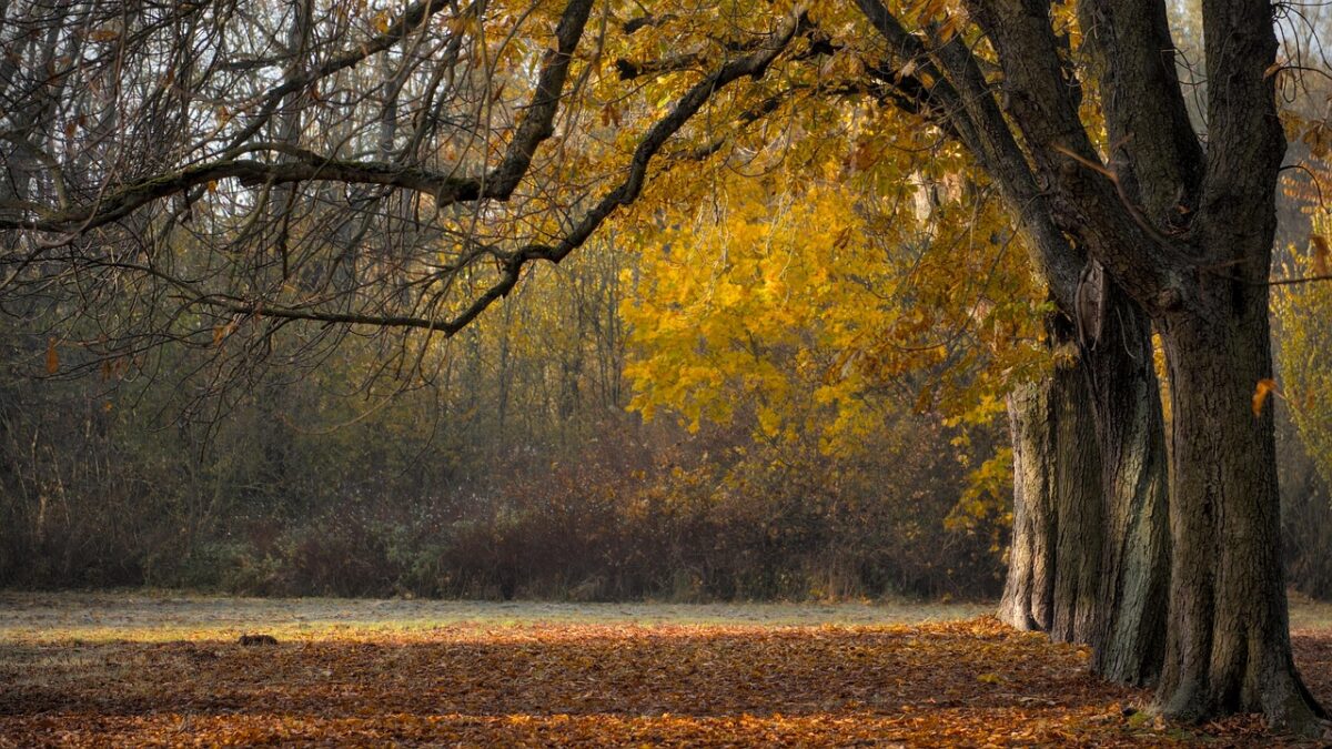 Fa ancora caldo, ma per le piante è autunno Fa ancora caldo, ma per le piante è autunno