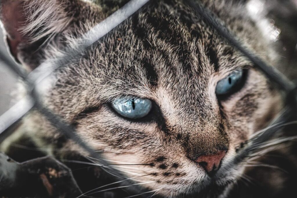 Il segreto del gatto per ridurre lo stress: parla la scienza Il segreto del gatto per ridurre lo stress: parla la scienza