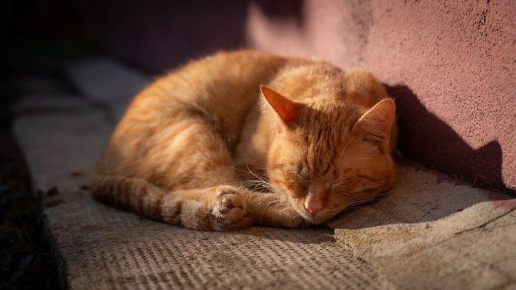 Il segreto del gatto per ridurre lo stress: parla la scienza Il segreto del gatto per ridurre lo stress: parla la scienza