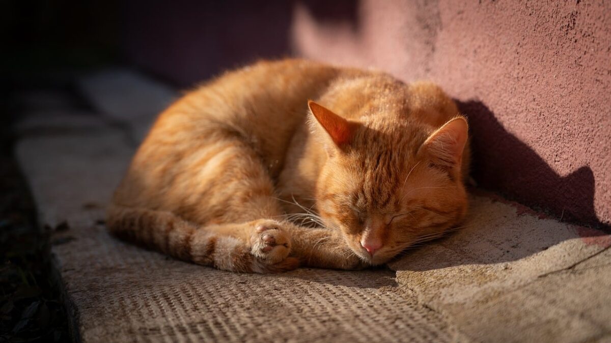 Il segreto del gatto per ridurre lo stress: parla la scienza Il segreto del gatto per ridurre lo stress: parla la scienza